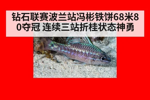 钻石联赛波兰站冯彬铁饼68米80夺冠 连续三站折桂状态神勇