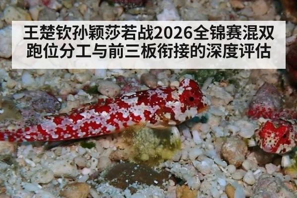 王楚钦孙颖莎若战2026全锦赛混双 跑位分工与前三板衔接的深度评估